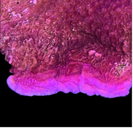 Purple Cap Montipora (pre-order)