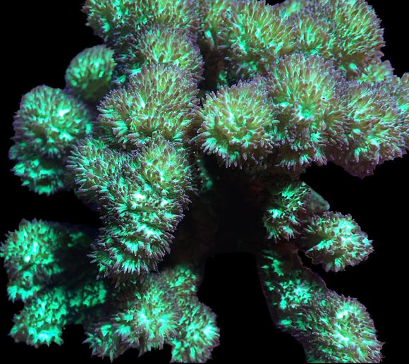 Branching Green Hydnophora (pre-order)