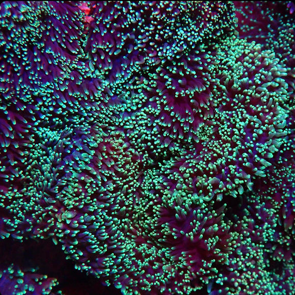 Green HAIRY mushroom –(pre-order)