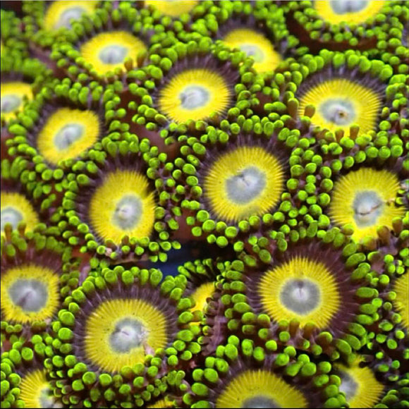 Scrambled Eggs Zoanthid (pre-order)
