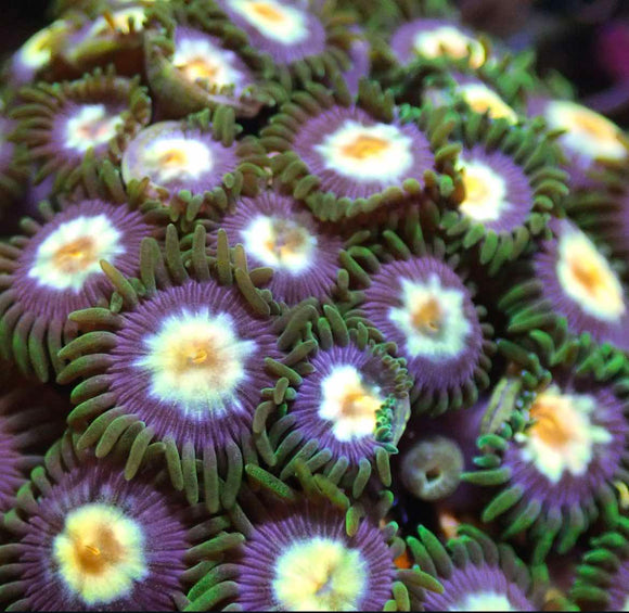 Pinwheel Zoa (pre-order)