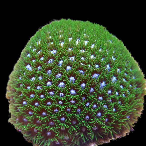 Blueberry Fields Leptastrea (pre-order )