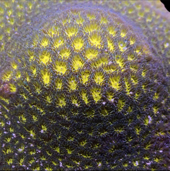 John Deere Leptastrea (pre-order)