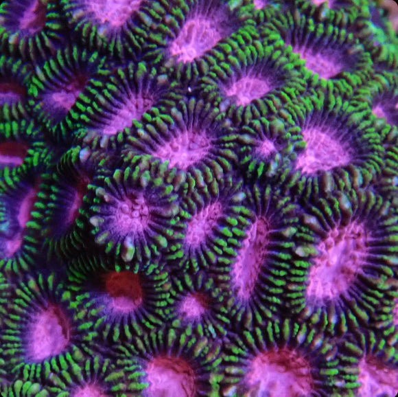 Raptors Favia (pre-order)