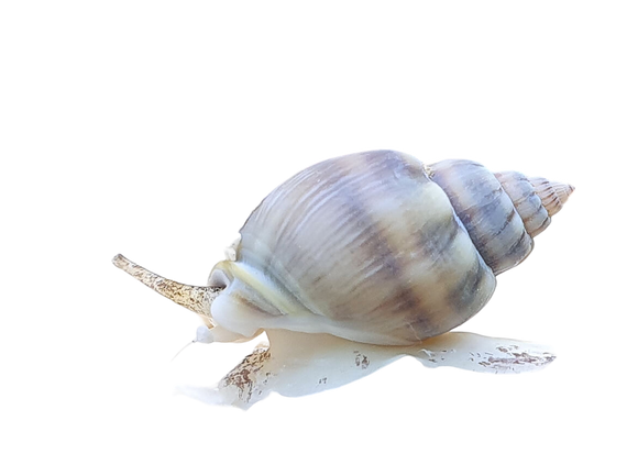 Tonga Nassarius