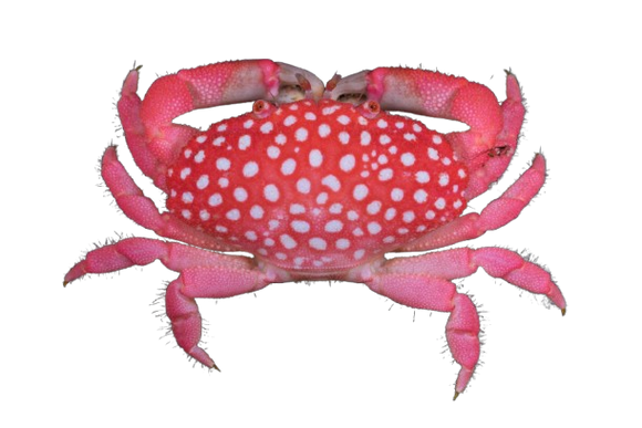 Strawberry Crab