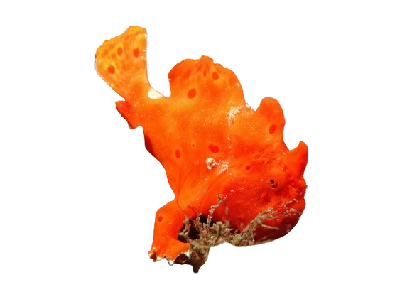 Fire Engine Red Frogfish