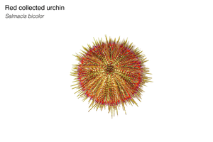 Red Collector Urchin