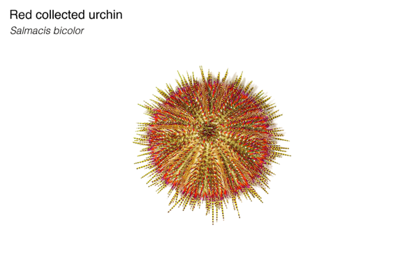 Red Collector Urchin