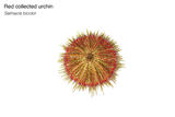 Red Collector Urchin