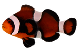 Mocha Clown