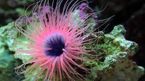 Tube Anemone - Pink & Dark Centre