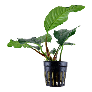Tropica Anubias barteri 'Coffeifolia' 101 B