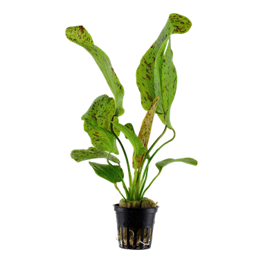 Tropica Echinodorus 'Ozelot Green' 073 G