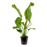 Tropica Echinodorus 'Ozelot Green' 073 G