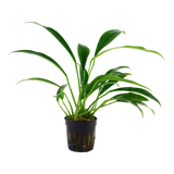 Tropica Anubias barteri var. angustifolia 101 C
