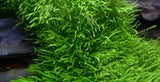 Tropica  Utricularia graminifolia 049B TC