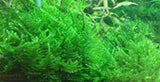 Tropica Taxiphyllum alternans 'Taiwan' 003C TC