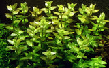 Tropica Bacopa caroliniana 043