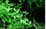 Tropica Bacopa monnieri 'Compact' 044 A