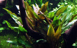 Tropica Cryptocoryne undulata 'Broad Leaves' 110 A