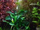 Tropica Bucephalandra pygmaea 'Wavy Green' 139