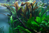 Tropica Cryptocoryne usteriana 120