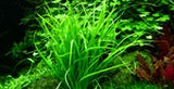 Tropica Helanthium tenellum 'Green' 067A TC
