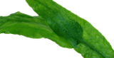Tropica Cryptocoryne wendtii  Green' 109TC