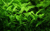 Tropica Hygrophila polysperma 050