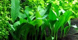 Tropica Anubias barteri var. angustifolia 101 C