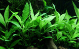 Tropica Hygrophila corymbosa 'Siamensis 053B'