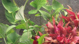 Tropica Anubias gracilis 101 D