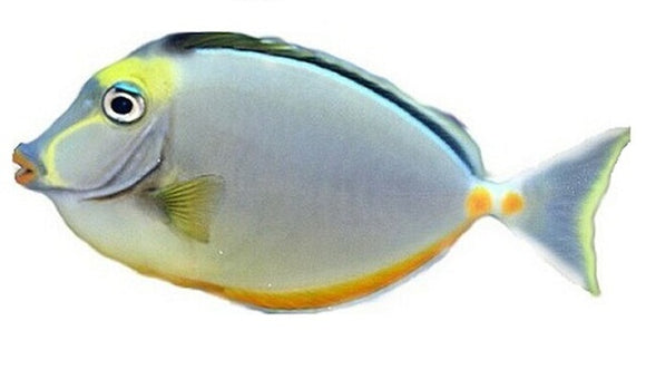 Naso Tang MD  (Naso lituratus)