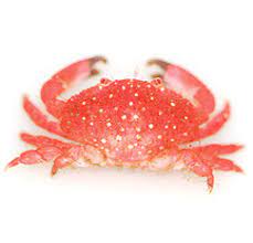 Hawaiian Strawberry Crab (Liomera sp.) - (Only 1 Available )