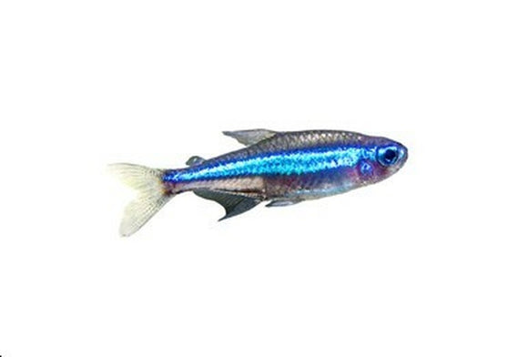 Green Neon Tetra