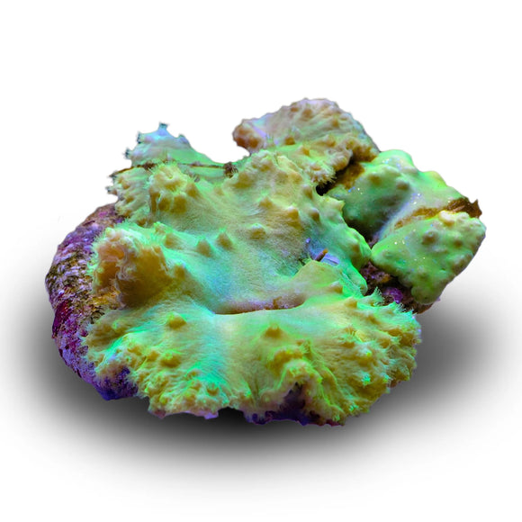 Green Cabbage Coral Frag