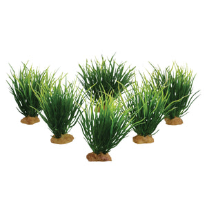 Carp Grass - 3.5" - 6 pk