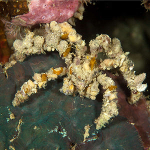 Spider Decorator Crab