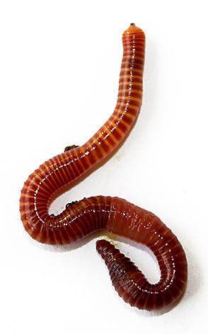 Red Worms -2 Dozen (Pre-Order)