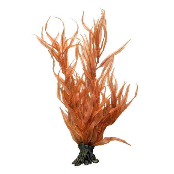 Pacific Coast Orange Kelp - 24