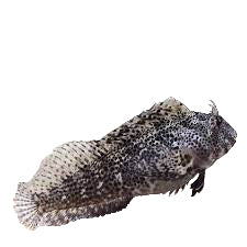 Molly Miller Blenny (arrived Dec 3)