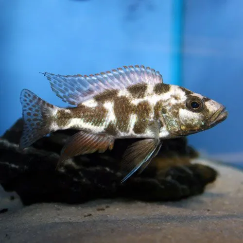 Nimbochromis livingstonii Cichlid 1