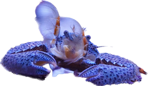 Blue Porcelain Crab