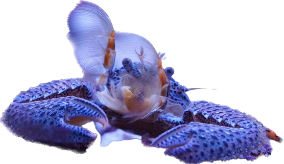 Blue Porcelain Crab