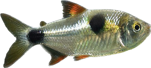 Buck Toothed Tetra