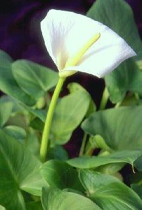 White Arum Lily – Zantedeschia spp (Pre-Order)