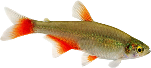 Bloodfin Tetra