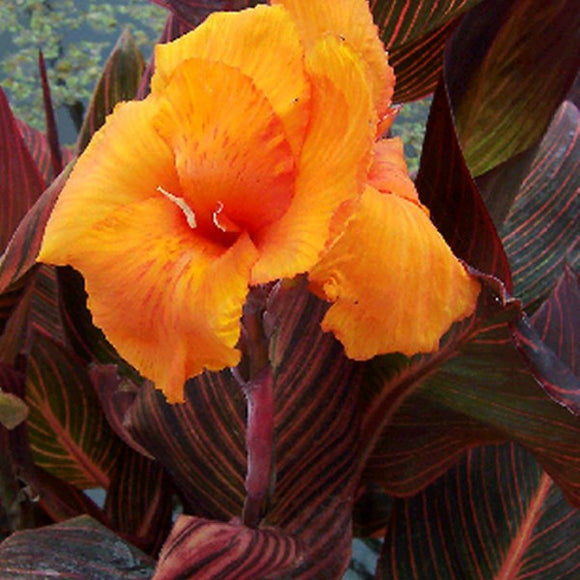 African Sunset Canna – Canna spp. (Pre-Order)
