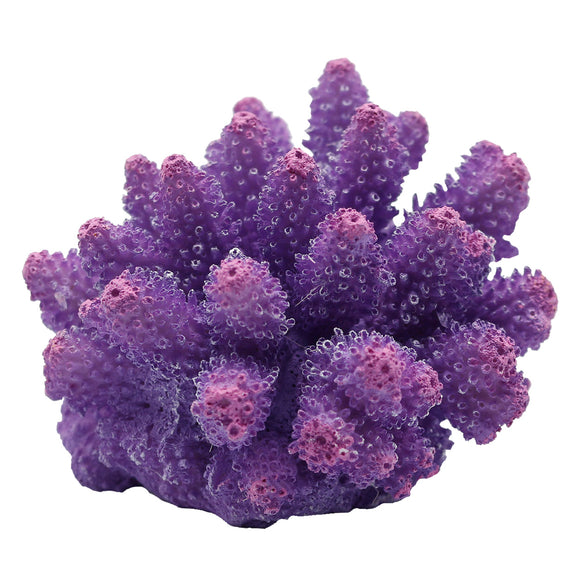 Cauliflower Coral - Purple